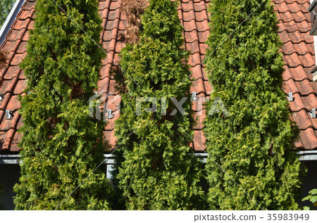 Mediterranean style trees and house roof 35983949