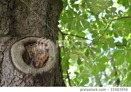Contrast of a tree hollow and leaves Contrast of a tree hollow and leaves 35983956
