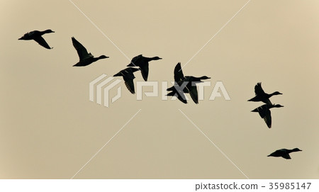 Isolated image of a swarm of ducks flying Isolated image of a swarm of ducks flying 35985147