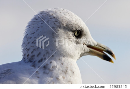 Amazing portrait of a cute gull with opened bick 35985245