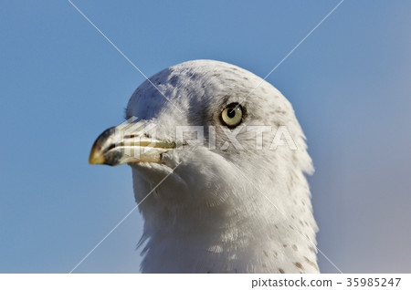 Amazing image of a cute beautiful gull and a sky 35985247