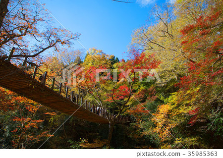 Autumn leaves hanging bridge in the Hananuki valley 35985363