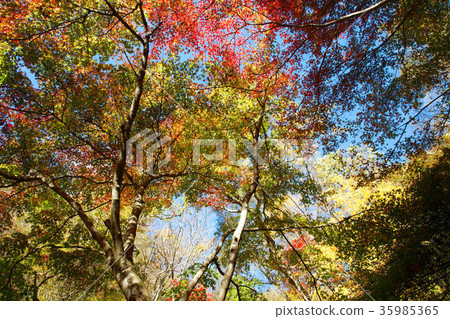 Autumn leaves of maple in the Hananuki valley Autumn leaves of maple in the Hananuki valley 35985365