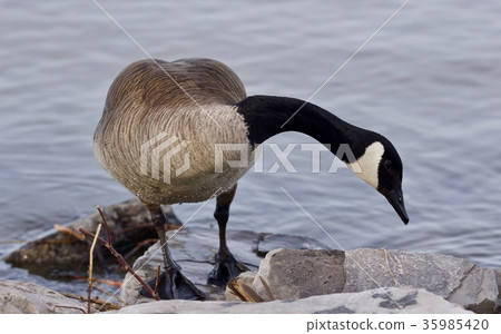 Beautiful isolated picture a cute Canada goose Beautiful isolated picture a cute Canada goose 35985420