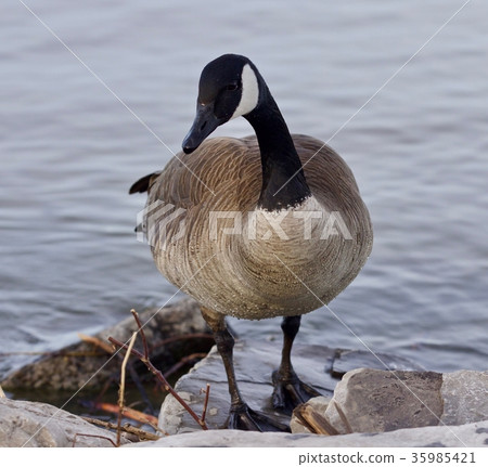 Beautiful isolated photo of a cute Canada goose 35985421