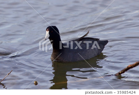 Beautiful background with amazing american coot 35985424