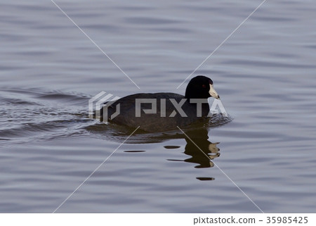 Beautiful background with amazing american coot 35985425