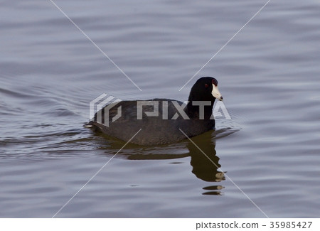 Beautiful image with amazing american coot 35985427