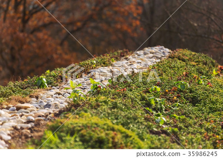 Top of green living roof covered with vegetation Top of green living roof covered with vegetation 35986245