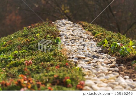 Top of green living roof covered with vegetation Top of green living roof covered with vegetation 35986246
