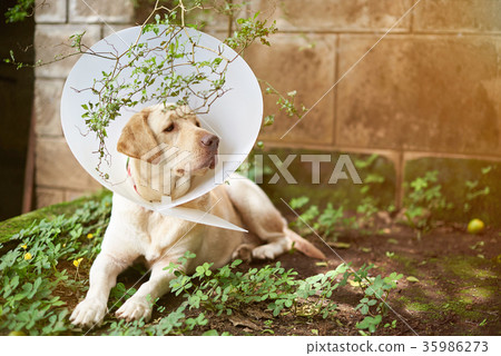 Dog injure recovery theme 35986273