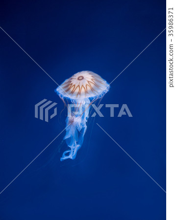 Red moss Red moss 35986371