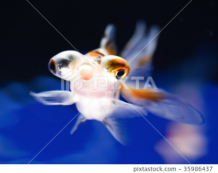 金魚 金魚 35986437