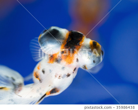金魚 35986438