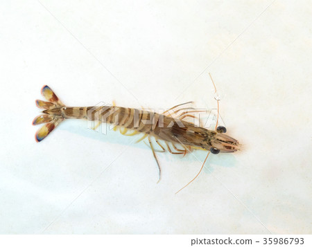 Lively car shrimp Lively car shrimp 35986793