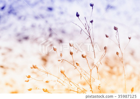 Winter landscape with snow Winter landscape with snow 35987125