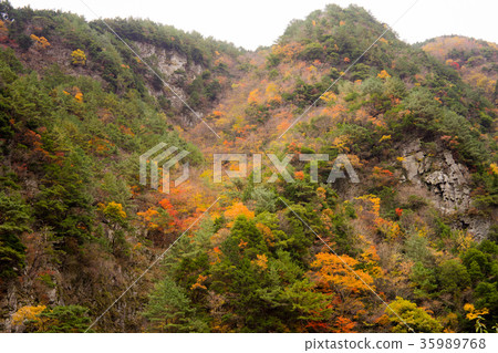 Autumn leaves of Tokushima Ryugatake Autumn leaves of Tokushima Ryugatake 35989768