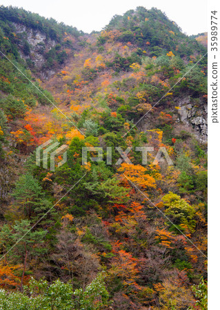 Autumn leaves of Tokushima Ryugatake 35989774