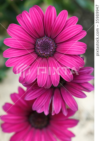 Daisy's flower Daisy's flower 35989947