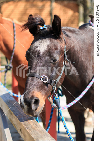 Horse portrait Horse portrait 35989948