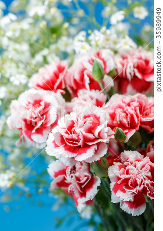 Carnation Carnation 35989949