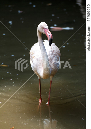Flamingo Flamingo 35989950
