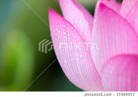 Lotus petal and waterdrop Lotus petal and waterdrop 35989953