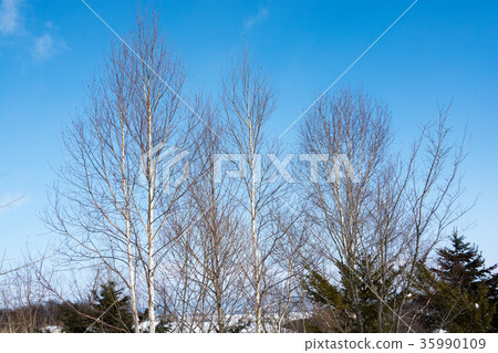 藍天和冬天樹叢 藍天和冬天樹叢 35990109