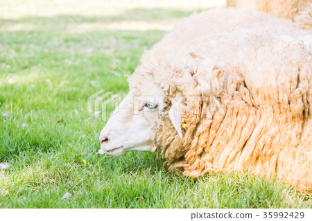 Sheep on green grass 35992429