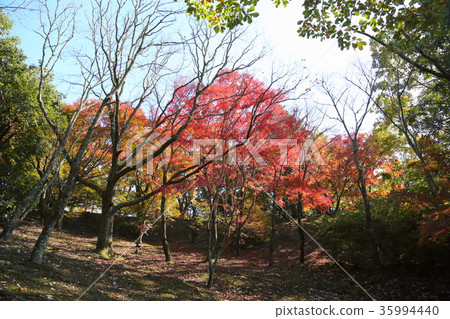 楓葉楓葉 楓葉楓葉 35994440