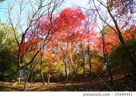 楓葉楓葉 35994441