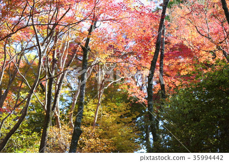 楓葉楓葉 35994442