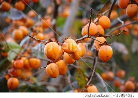 Persimmon nuts Persimmon nuts 35994583