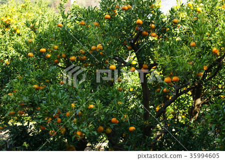 Tangerine tree 35994605