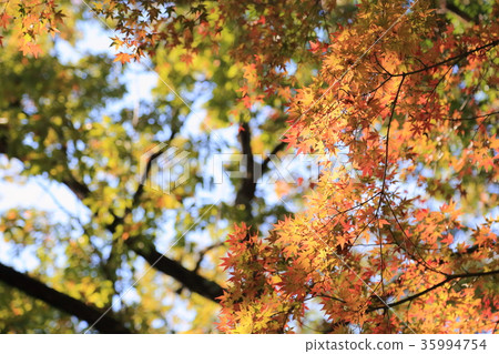 楓葉楓葉 楓葉楓葉 35994754