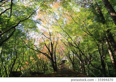 楓葉楓葉 35994870