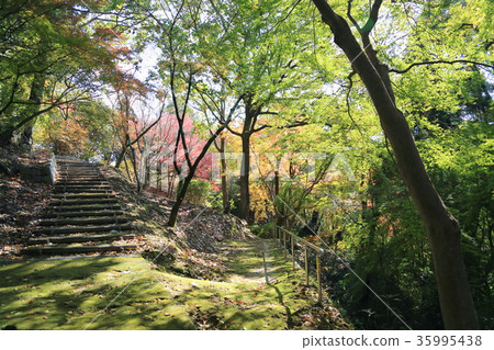 楓葉楓葉 35995438