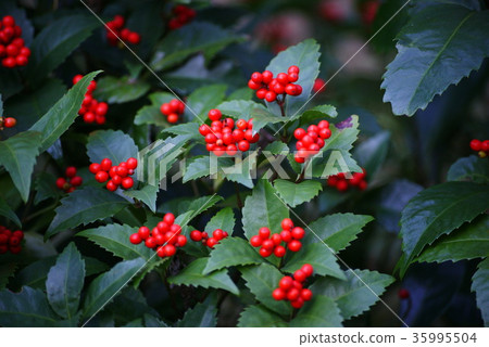 Sarcandra glabra 35995504