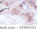 Soft cherry blossoms 35995551
