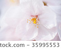 Soft atmosphere cherry blossoms (macro shot) 35995553
