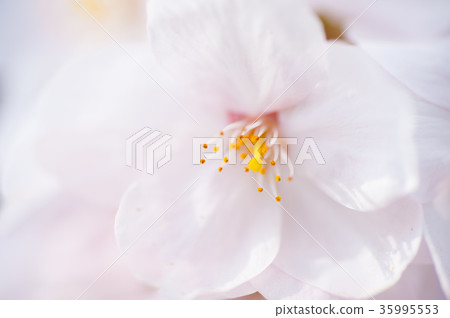 Soft atmosphere cherry blossoms (macro shot) 35995553