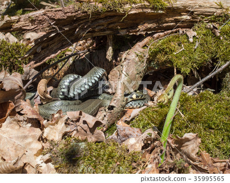 Ringed snake, water snake, Natrix natrix Ringed snake, water snake, Natrix natrix 35995565