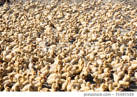 a group of ducklings a group of ducklings 35995589