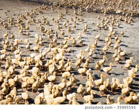 a group of ducklings a group of ducklings 35995593