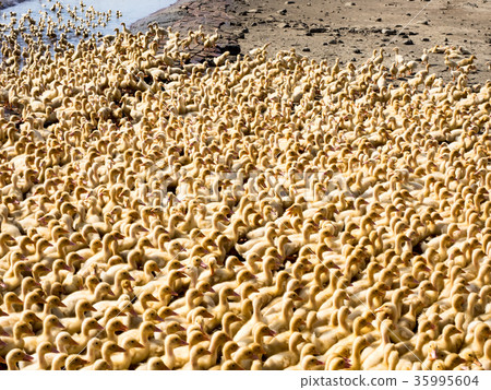 a group of ducklings 35995604