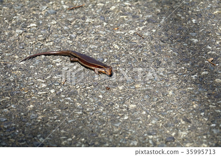 Japanese lizard, lizard, reptile, tomb Japanese lizard, lizard, reptile, tomb 35995713