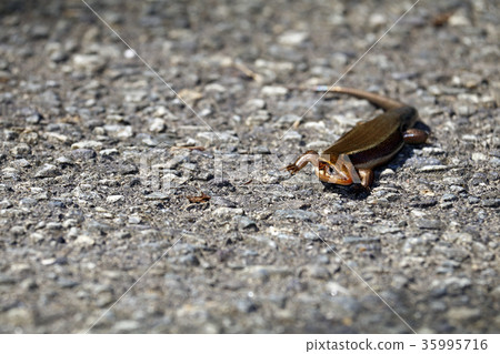 Japanese lizard, lizard, reptile, tomb Japanese lizard, lizard, reptile, tomb 35995716