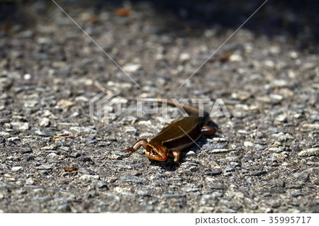 Japanese lizard, lizard, reptile, tomb Japanese lizard, lizard, reptile, tomb 35995717