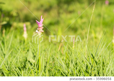 Krachai flower blooming in field. Krachai flower blooming in field. 35996058