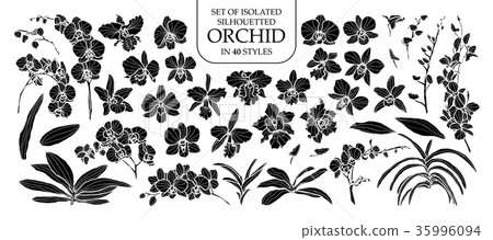 Set of isolated silhouette orchid in 40 styles. 35996094